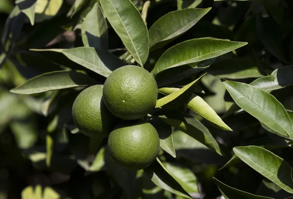 Orange tree with fruits ripen — Stock Photo, Image