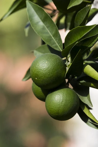 Orange tree with fruits ripen — Stock Photo, Image