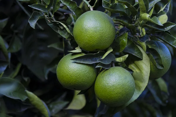 Orange tree with fruits ripen — Stock Photo, Image