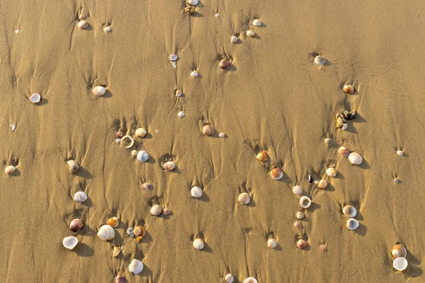 Praia Areia Selvagem Com Conchas Close — Fotografia de Stock