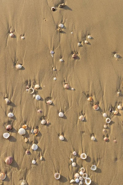 Άγρια Παραλία Κοχύλια Γκρο Πλαν — Φωτογραφία Αρχείου