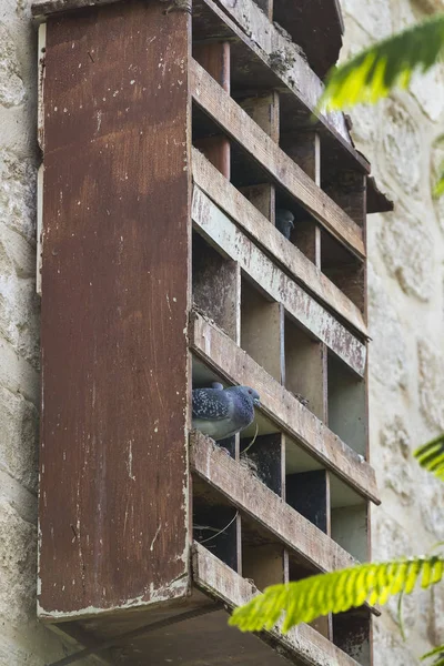 Dovecote Kuşların Güvercin Büyük — Stok fotoğraf