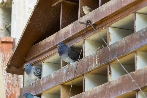 Dovecote Grande Casa Madeira Pássaros Pombos — Fotografia de Stock