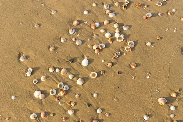 Φόντο Θάλασσα Άμμου Κοχύλια Πυροβόλησε Γκρο Πλαν — Φωτογραφία Αρχείου