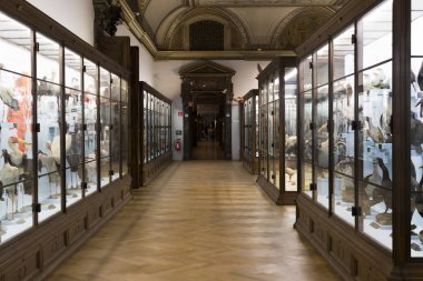 23 Ağustos 2017, Viyana, Avusturya: sergiler ve sergi içinde Doğal Tarih Müzesi, Viyana. 