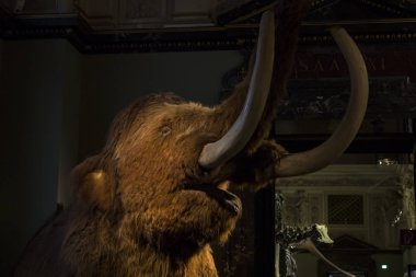 23 Ağustos 2017, Viyana, Avusturya: sergiler ve sergi içinde Doğal Tarih Müzesi, Viyana. 