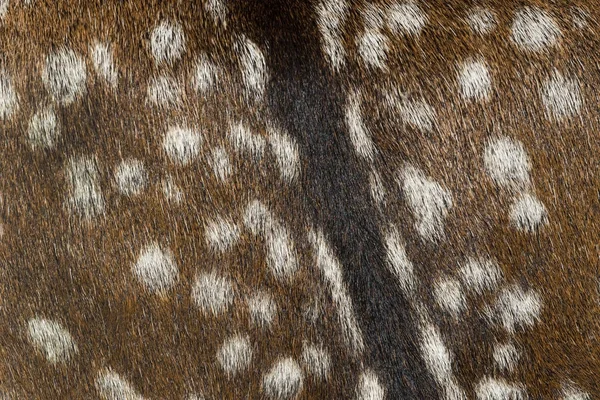 Fond Peau Jeune Cerf Est Photographié Près — Photo