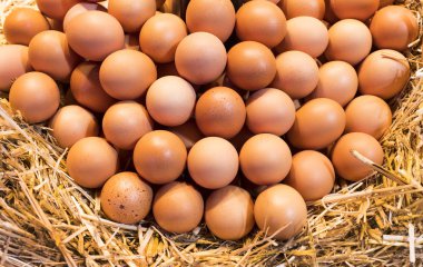 Taze tavuk yumurtası saman üzerinde yalan
