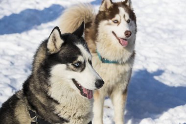 Sibirya husky köpek kış Parkta yürümek için.