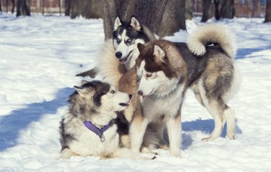 Sibirya husky köpek kış Parkta yürümek için.