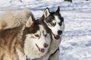Sibirya husky köpek kış Parkta yürümek için.