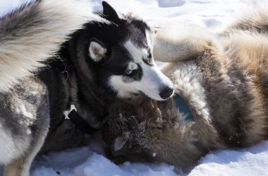 Sibirya husky köpek kış Parkta yürümek için.