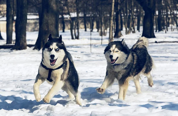 Perros Husky Siberianos Para Paseo Parque Invierno — Foto de Stock