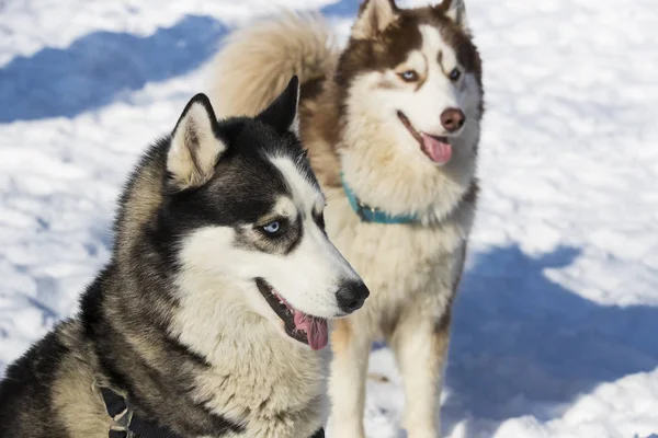 Siberische Husky Honden Voor Een Wandeling Winter Park — Stockfoto