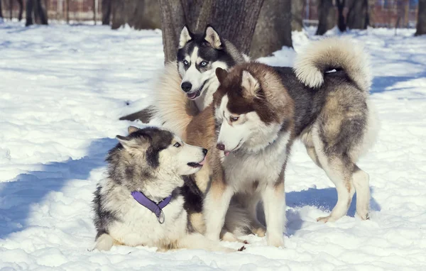 Siberian Husky Dogs Walk Winter Park — Stock Photo, Image