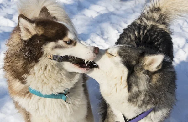 西伯利亚爱斯基摩犬在冬季公园散步 — 图库照片