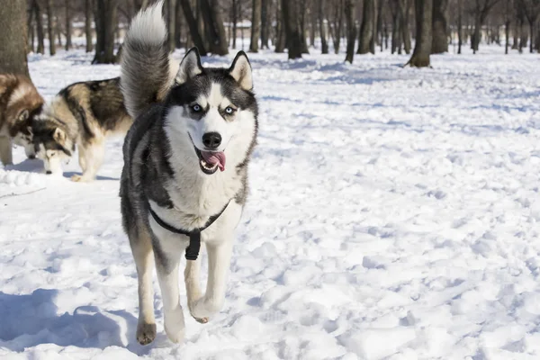 Perros Husky Siberianos Para Paseo Parque Invierno — Foto de Stock