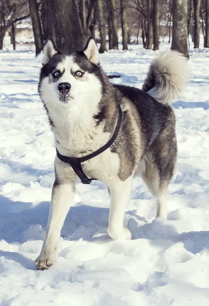 Cães Husky Siberianos Para Passeio Parque Inverno — Fotografia de Stock