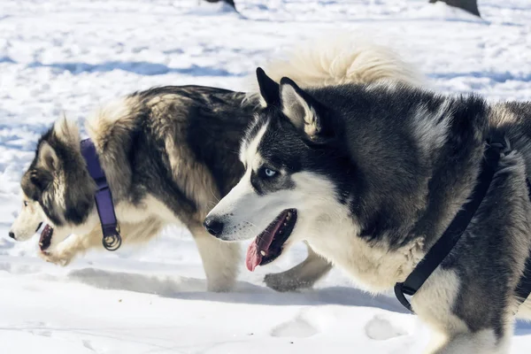 Perros Husky Siberianos Para Paseo Parque Invierno — Foto de Stock