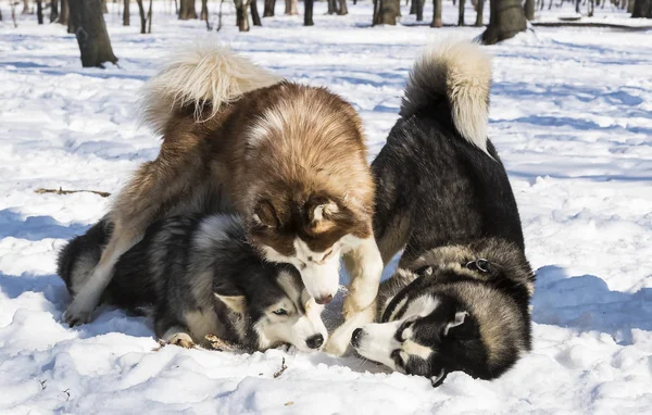 Perros Husky Siberianos Para Paseo Parque Invierno — Foto de Stock