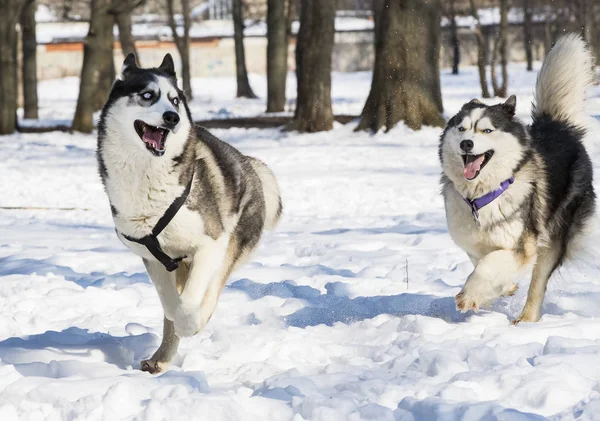 Perros Husky Siberianos Para Paseo Parque Invierno — Foto de Stock