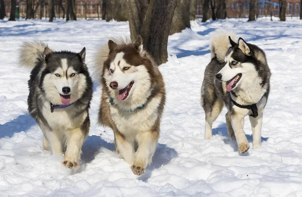 Perros Husky Siberianos Para Paseo Parque Invierno — Foto de Stock