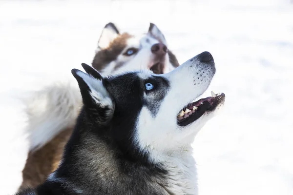 Perros Husky Siberianos Para Paseo Parque Invierno — Foto de Stock