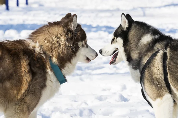 Siberian Husky Dogs Walk Winter Park — Stock Photo, Image