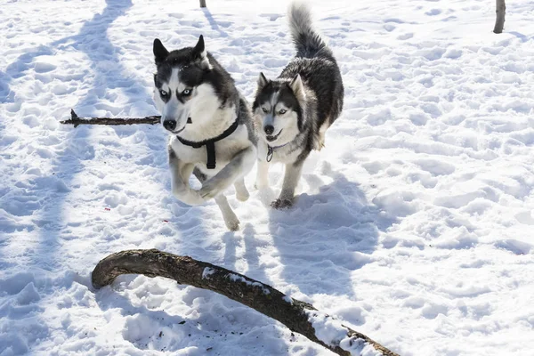 Perros Husky Siberianos Para Paseo Parque Invierno — Foto de Stock