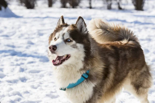 Sibirya Husky Köpek Kış Parkta Yürümek Için — Stok fotoğraf