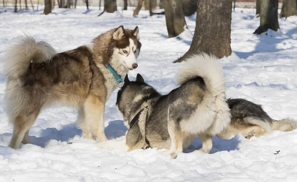 西伯利亚爱斯基摩犬在冬季公园散步 — 图库照片