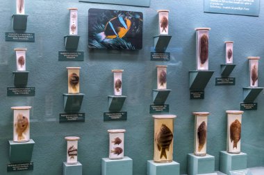 23 Ağustos 2017, Viyana, Avusturya: sergiler ve sergi içinde Doğal Tarih Müzesi, Viyana. 