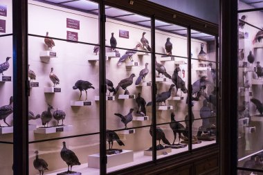 23 Ağustos 2017, Viyana, Avusturya: sergiler ve sergi içinde Doğal Tarih Müzesi, Viyana. 