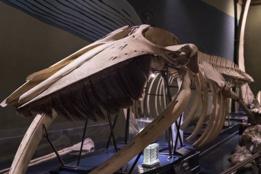 23 Ağustos 2017, Viyana, Avusturya: sergiler ve sergi içinde Doğal Tarih Müzesi, Viyana. 