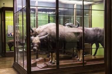 23 Ağustos 2017, Viyana, Avusturya: sergiler ve sergi içinde Doğal Tarih Müzesi, Viyana. 