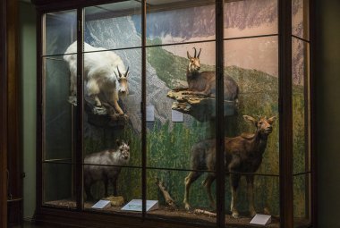 23 Ağustos 2017, Viyana, Avusturya: sergiler ve sergi içinde Doğal Tarih Müzesi, Viyana. 