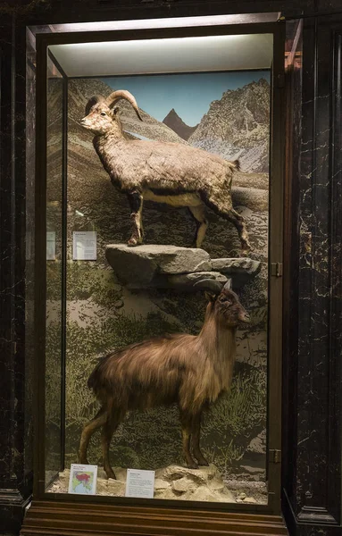 Agosto 2017 Viena Austria Exposiciones Exposiciones Museo Historia Natural Viena — Foto de Stock
