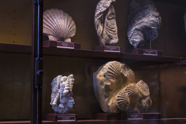 23 Ağustos 2017, Viyana, Avusturya: sergiler ve sergi içinde Doğal Tarih Müzesi, Viyana. 