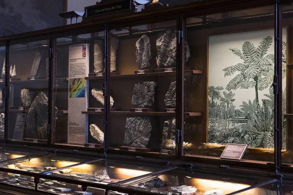 23 Ağustos 2017, Viyana, Avusturya: sergiler ve sergi içinde Doğal Tarih Müzesi, Viyana. 