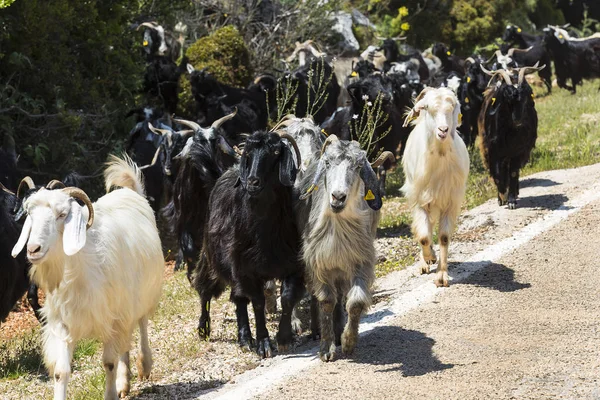 Uma Manada Cabras Indo Para Pasto Longo Uma Estrada Montanha — Fotografia de Stock