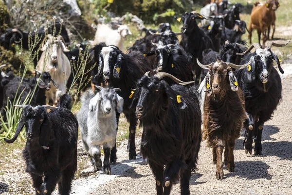 Una Mandria Capre Che Pascolo Lungo Una Strada Montagna Asia — Foto Stock