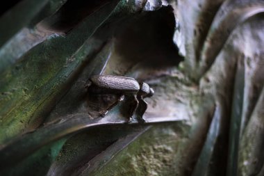 BARCELONA, SPAIN - 13 HAZİRAN 2018: Böcek, çiçek, memeli kuşların elementleri Kutsal Aile Tapınağı 'nın eski giriş kapısında. 