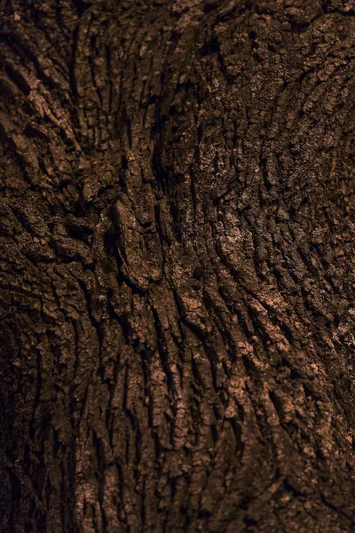 Kora Drzewa Jest Strzał Zbliżenie Parku Noc — Zdjęcie stockowe