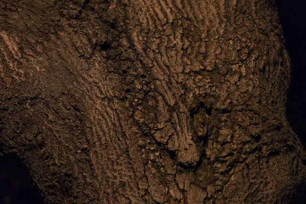 Bir Ağaç Kabuğu Yakın Çekim Bir Gece Parkta Vurulur — Stok fotoğraf