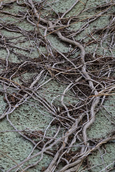 Ύφανση Στη Ρίζα Ενός Δέντρου Πέτρινη Φόντο — Φωτογραφία Αρχείου