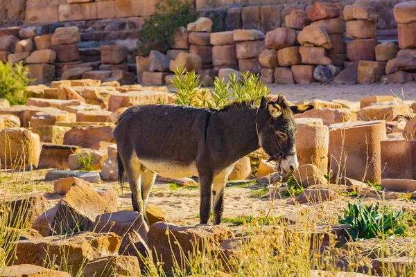 Oude Verlaten Rock Stad Petra Jordanië Toeristische Attractie — Stockfoto
