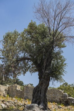Kayalık zeminde yaşlı zeytin ağacı.
