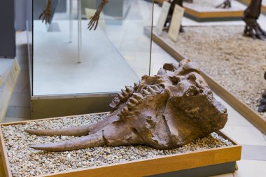 Münih, Almanya - 27 Kasım 2018: Sergileyen eski fosiller, flora ve fauna Münih Anthropological Müzesi.