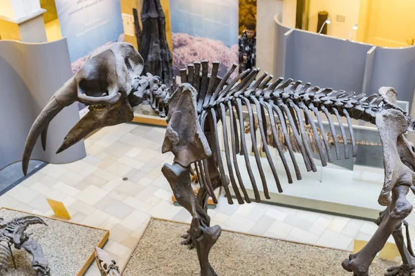 Munich Alemanha Novembro 2018 Exposições Fósseis Antigos Flora Fauna Museu — Fotografia de Stock
