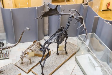 Münih, Almanya - 27 Kasım 2018: Sergileyen eski fosiller, flora ve fauna Münih Anthropological Müzesi.